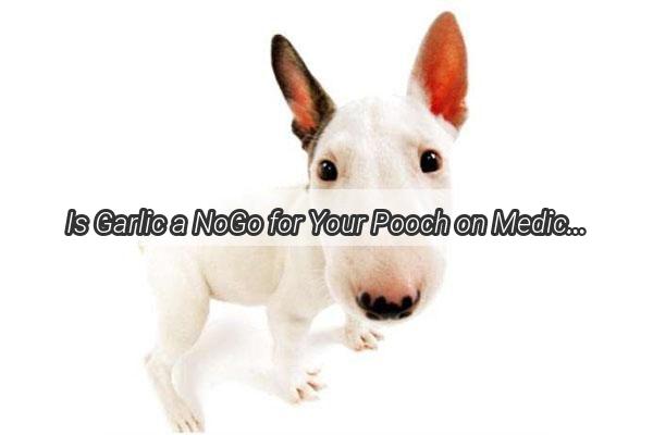 Is Garlic a NoGo for Your Pooch on Medication Find Out the Truth